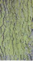 Tree Bark 0041